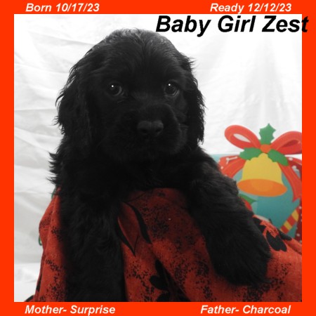 puppy, for, sale, Cocker Spaniel, Joe & Cherri  Overlease, dog, breeder, Miller, MO, dog-breeder, puppy-for-sale, forsale, nearby, find, puppyfind, locator, puppylocator, aca